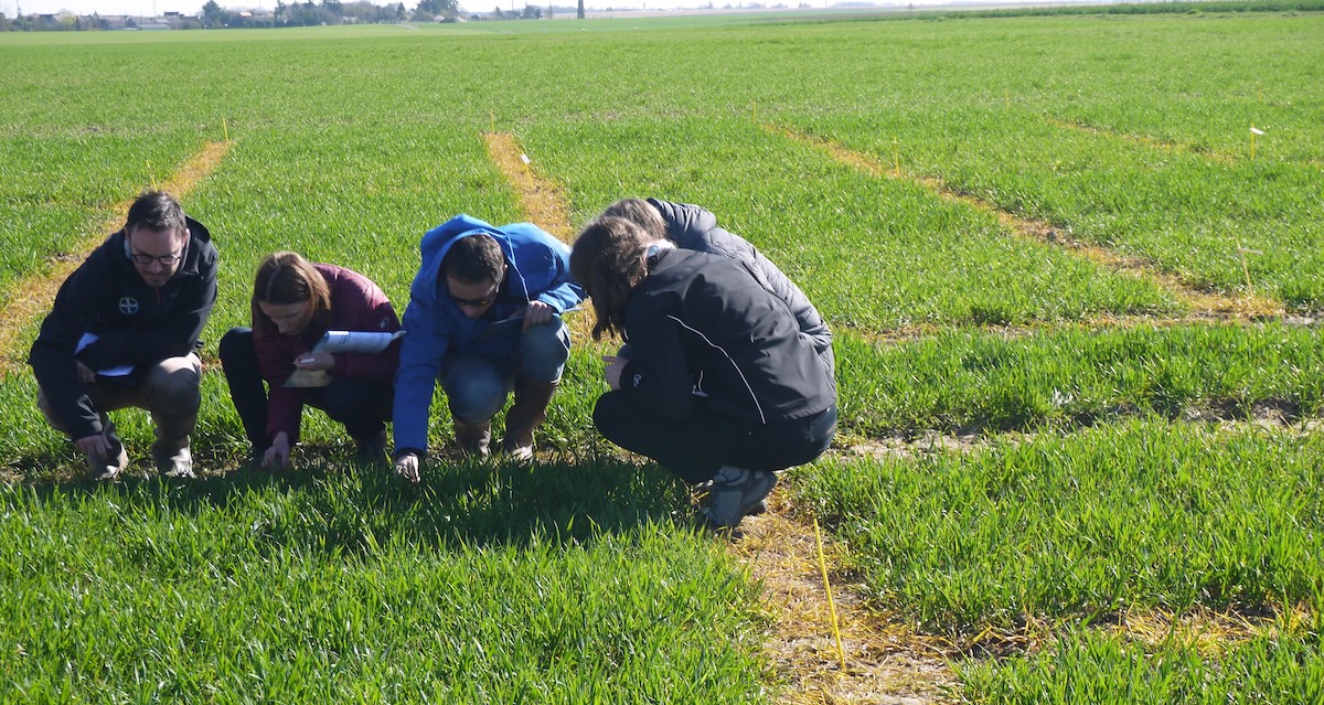 Magalie Devavry, responsable agronomique désherbage Bayer​